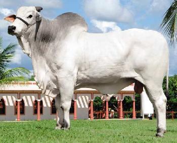 Raca: nelore padrao (corte) rgd: vrjo 7768