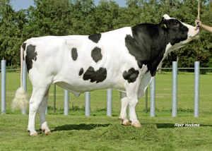 Raca: holandes preto e branco (leite) rgd: ax 117.