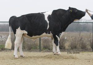 Raca: holandes preto e branco (leite) rgd: ax 117.