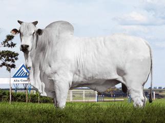 Raca: nelore padrao (corte) rgd: flo 1850