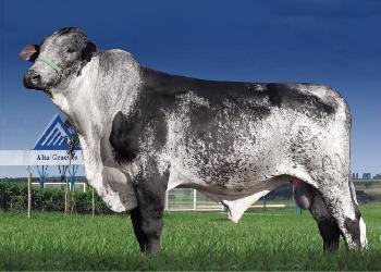 Raca: girolando (leite) rgd: 9999