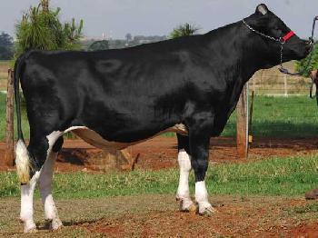 Raca: holandes preto e branco (leite) rgd: hb/br-3