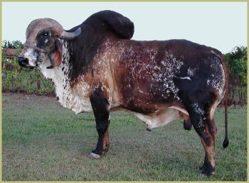 Raca: gir leiteiro (leite) rgd: cal 4363