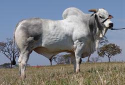 Raca: nelore padrao (corte) rgd: j 7300
