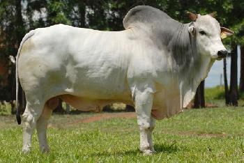 Raca: aberdeen angus (corte) rgd: 0596/04/fhb (ce