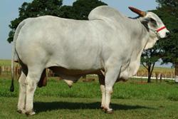 Raca: nelore sexado femea (corte) rgd: 2658 (la)
