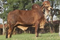 Raca: gir leiteiro (leite) rgd: rrp 5470