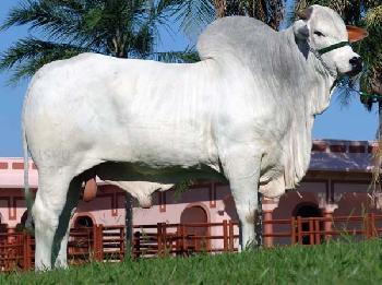 Raca: nelore padrao (corte) rgd: ispu 380