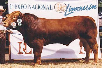 Raca: limousin (corte) rgd: hbb-1797