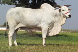 Raca: nelore padrao (corte) rgd: i 9837