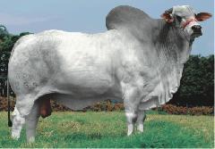 Raca: nelore padrao (corte) rgd: rdm 1265