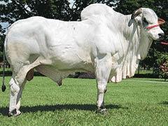 Raca: nelore padrao (corte) rgd: bull 310