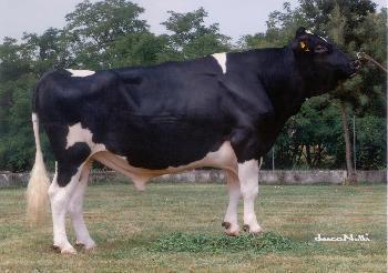 Raca: holandes preto e branco (leite) rgd: ax-117.