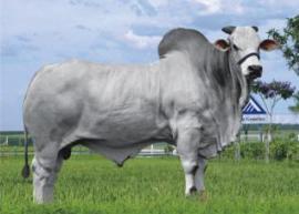 Raca: nelore padrao (corte) rgd: jbg 845