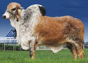 Raca: gir leiteiro (leite) rgd: rrp5850