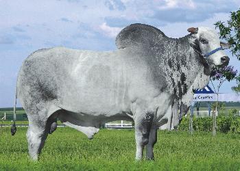 Raca: nelore padrao (corte) rgd: col a6696