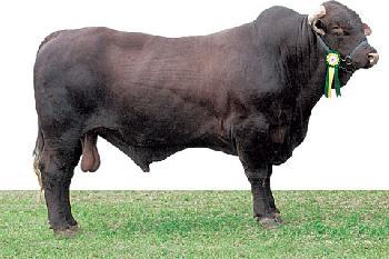 Raca: santa gertrudis (corte) rgd: ts-720-181