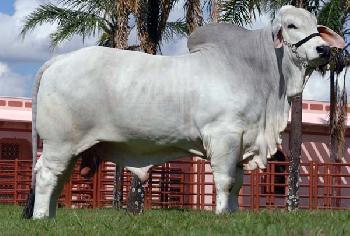 Raca: brahman (corte) rgd: lilb 166