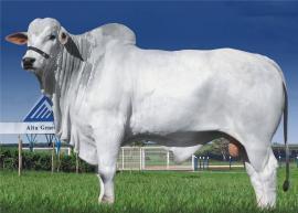 Raca: nelore mocho (corte) rgd: jap 800