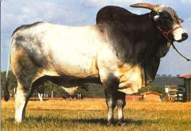 Raca: nelore padrao (corte) rgd: a 6780