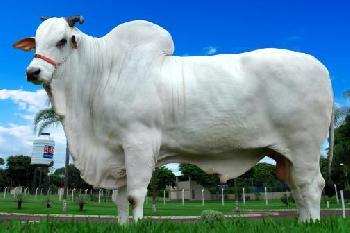 Raca: nelore padrao (corte) rgd: alfa 5631