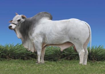 Millenium da tulipa/ ceip 646406 tul