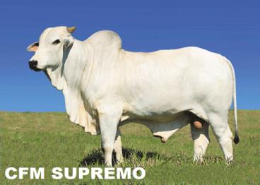 Cfm supremo/ ceip 31247