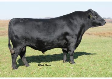 Baldridge rapid r31