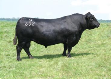 G g grade y yield 602