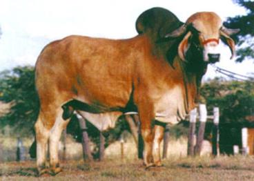 Intrépido de brasília