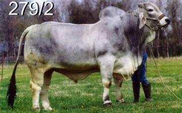 Semen brahman - jj didor manso