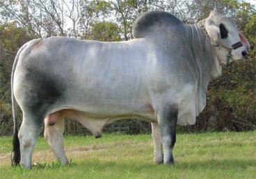 Semen brahman - maximus 515/1