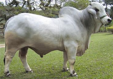 Semen brahman - mr. pilar poi 1000