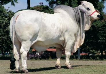 Semen brahman - mr. power pilar