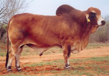 Semen brahman - polled power