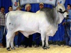 Brahman - e rock mr v8 846/5