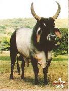 Semen guzerá - lanceiro da xarq.