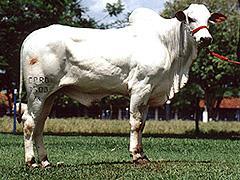 Semen nelore - esteio da caparao