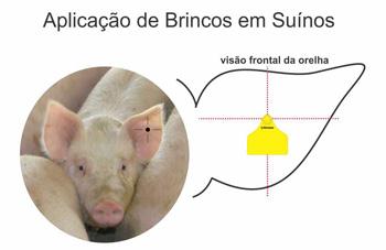 Aplicacao dos brincos