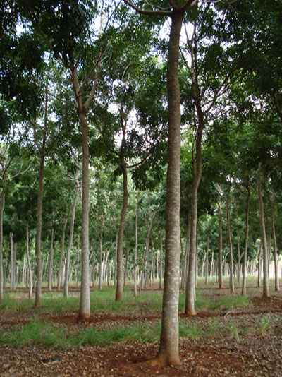 Sementes De Khaya Ivorensis - R$2500 - Agroads Sementes De Khaya Ivorensis - R$2500 - Agroads