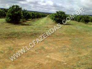 Fazenda em madre de deus no sul de minas - minas g