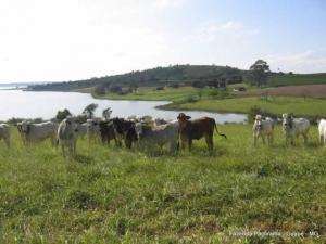 Fazenda em guapé - minas gerais