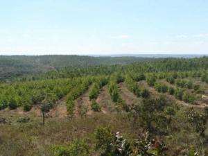 Fazenda em sao goncalo do abeté - minas gerais