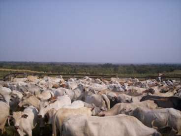 Fazenda regiao campo mourao lavoura