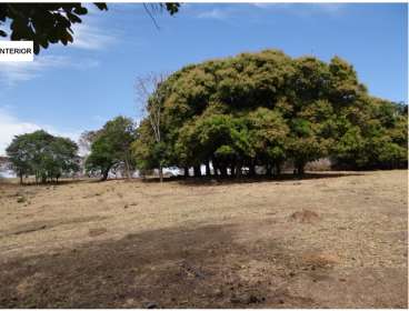 114 ha torixoréu mt (pecuária)