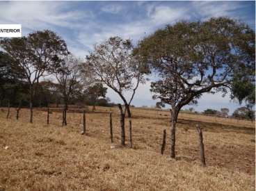 114 ha torixoréu mt (pecuária)