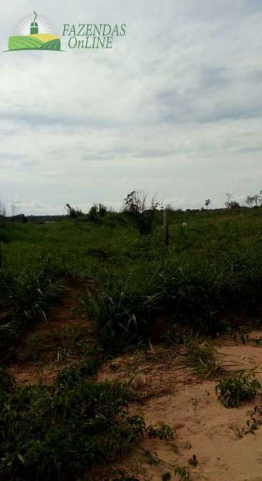 Fazenda de soja 6.000 hec em campo novo do parecis