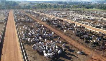 Fazenda com dívida no tocantins, confinamento