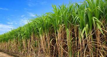 Oportunidade fazenda a venda piracicaba