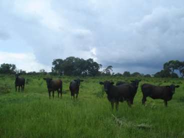 Fazenda a venda em mato grosso